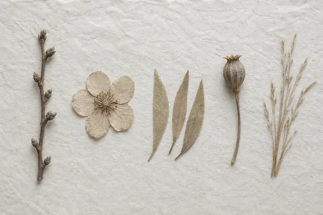 生成りの和紙の上に、乾いた枝と花びらと葉を一列に並べた俯瞰